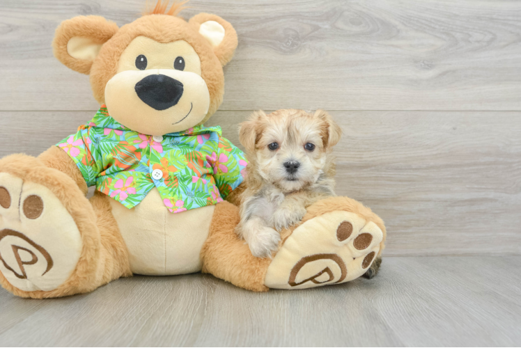 Hypoallergenic Yorktese Designer Puppy