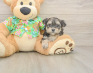 7 week old Morkie Puppy For Sale - Windy City Pups