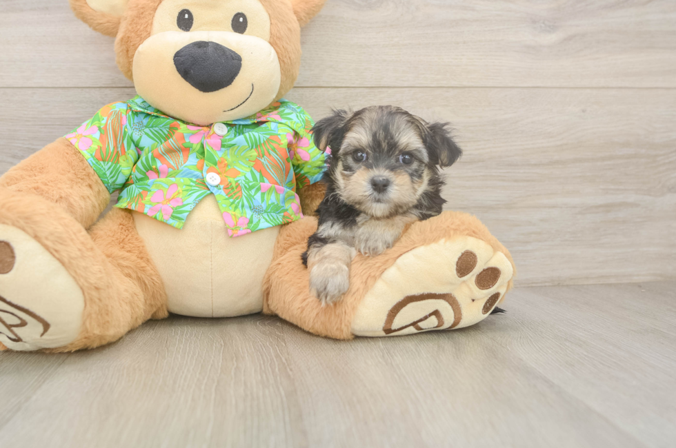 6 week old Morkie Puppy For Sale - Windy City Pups