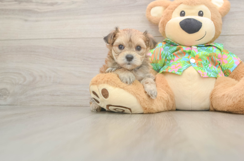 6 week old Morkie Puppy For Sale - Windy City Pups