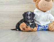 7 week old Morkie Puppy For Sale - Windy City Pups