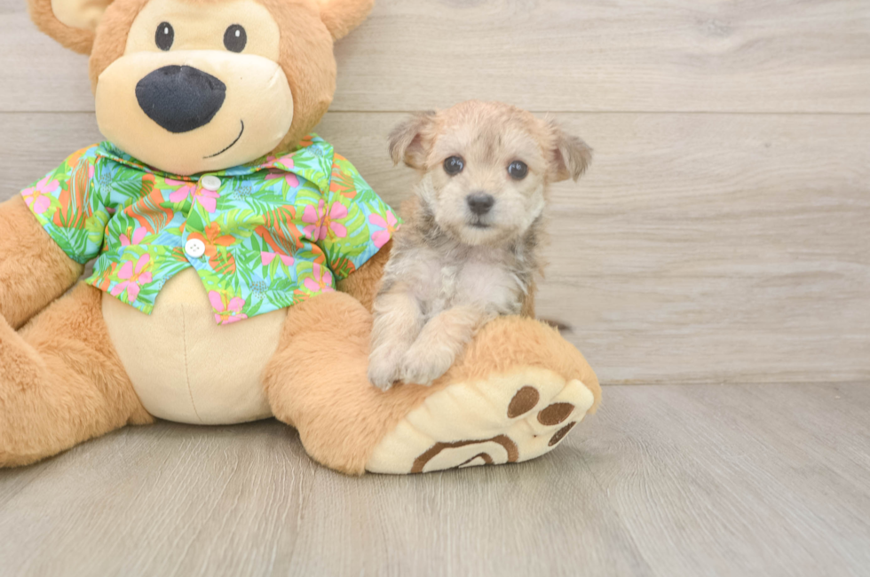 6 week old Morkie Puppy For Sale - Windy City Pups