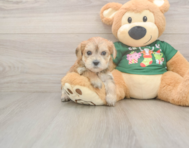 5 week old Morkie Puppy For Sale - Windy City Pups