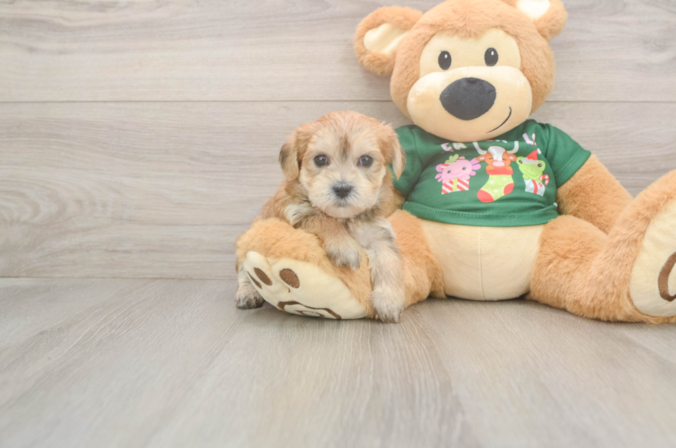 5 week old Morkie Puppy For Sale - Windy City Pups