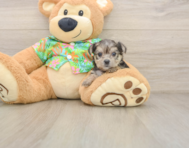 7 week old Morkie Puppy For Sale - Windy City Pups