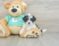 5 week old Morkie Puppy For Sale - Windy City Pups