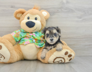 7 week old Morkie Puppy For Sale - Windy City Pups