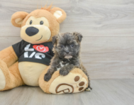 6 week old Morkie Puppy For Sale - Windy City Pups