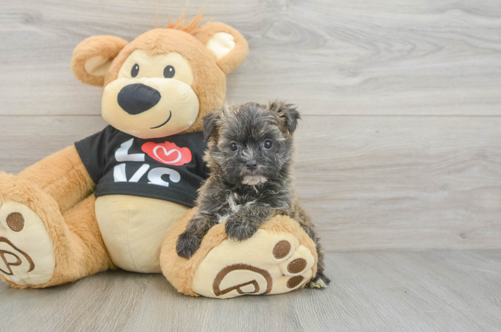 5 week old Morkie Puppy For Sale - Windy City Pups