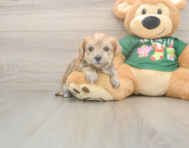 5 week old Morkie Puppy For Sale - Windy City Pups
