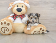 6 week old Morkie Puppy For Sale - Windy City Pups
