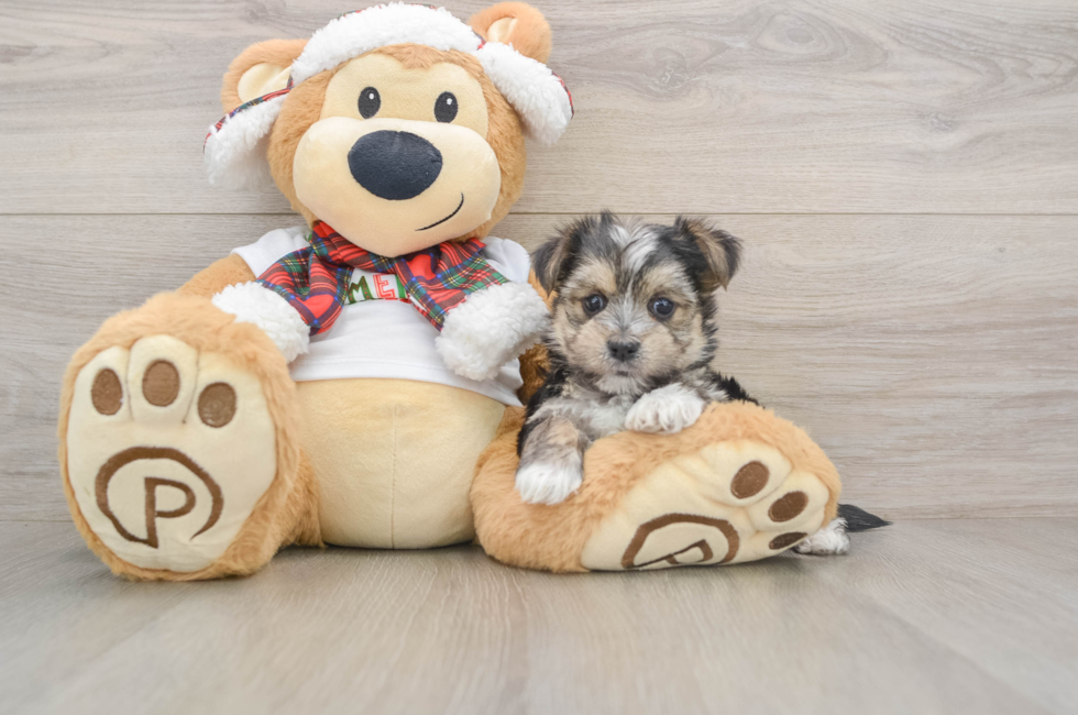 5 week old Morkie Puppy For Sale - Windy City Pups