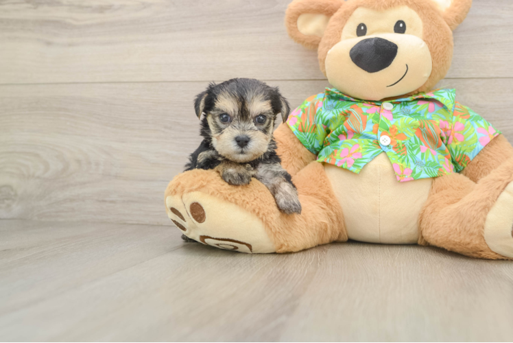 Morkie Pup Being Cute