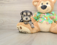 6 week old Morkie Puppy For Sale - Windy City Pups