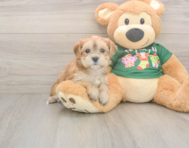 5 week old Morkie Puppy For Sale - Windy City Pups
