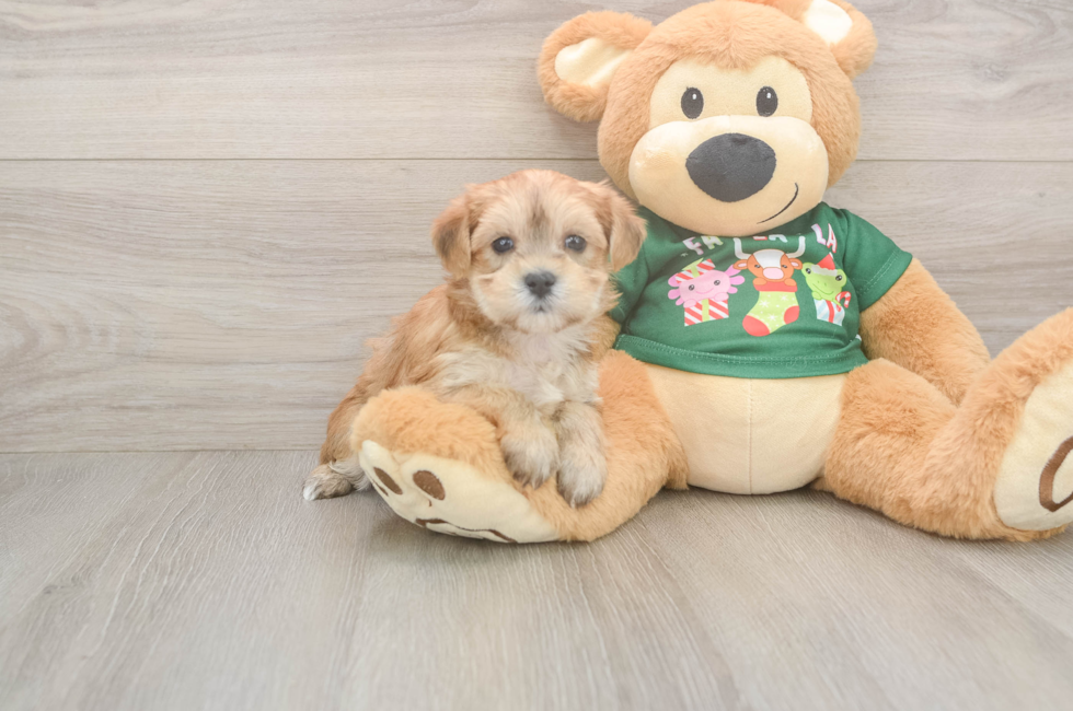 5 week old Morkie Puppy For Sale - Windy City Pups