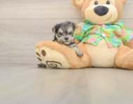 9 week old Morkie Puppy For Sale - Windy City Pups
