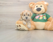 5 week old Morkie Puppy For Sale - Windy City Pups