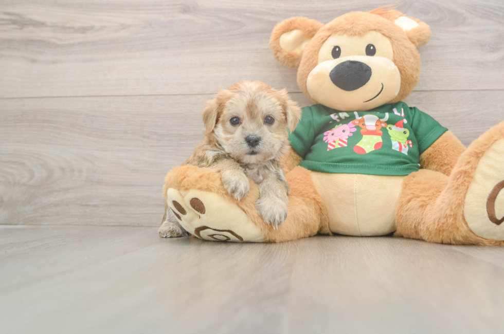 5 week old Morkie Puppy For Sale - Windy City Pups