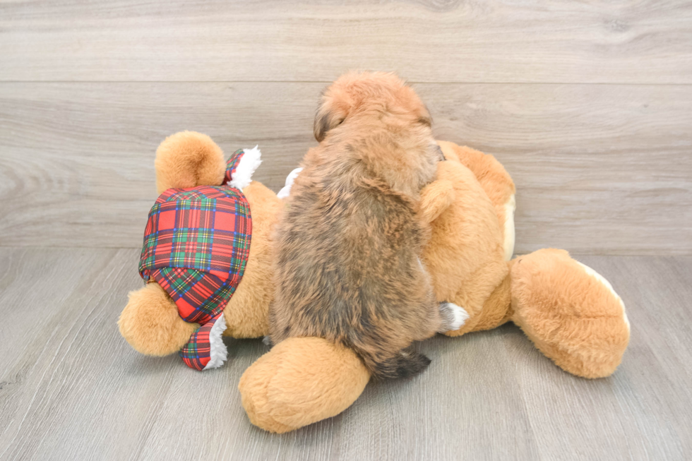 Morkie Pup Being Cute