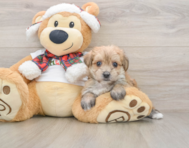 6 week old Morkie Puppy For Sale - Windy City Pups