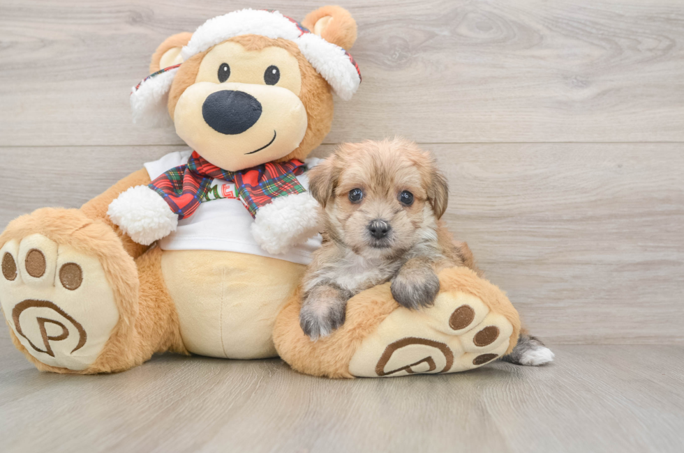 5 week old Morkie Puppy For Sale - Windy City Pups