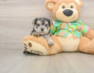 6 week old Morkie Puppy For Sale - Windy City Pups