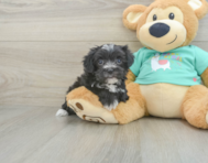 5 week old Morkie Puppy For Sale - Windy City Pups