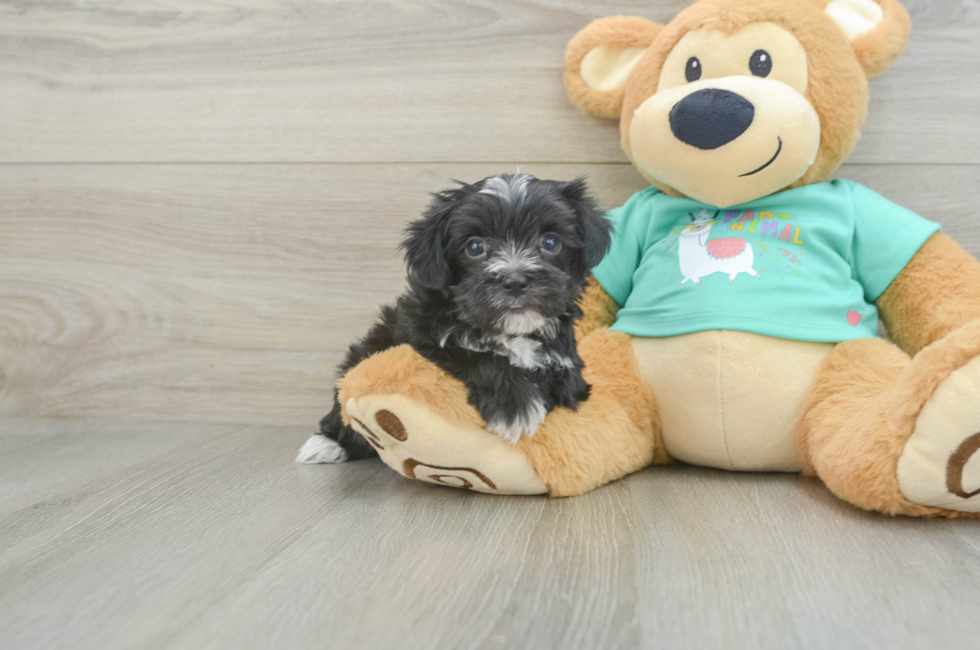 5 week old Morkie Puppy For Sale - Windy City Pups