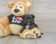 6 week old Morkie Puppy For Sale - Windy City Pups