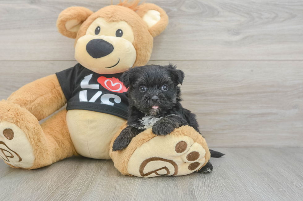 5 week old Morkie Puppy For Sale - Windy City Pups