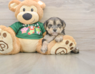 5 week old Morkie Puppy For Sale - Windy City Pups