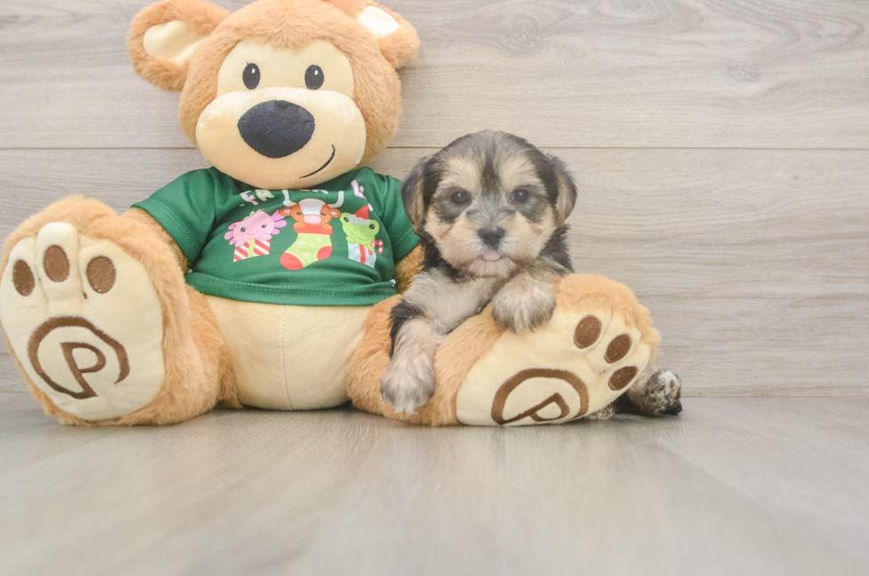 5 week old Morkie Puppy For Sale - Windy City Pups