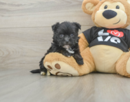 6 week old Morkie Puppy For Sale - Windy City Pups