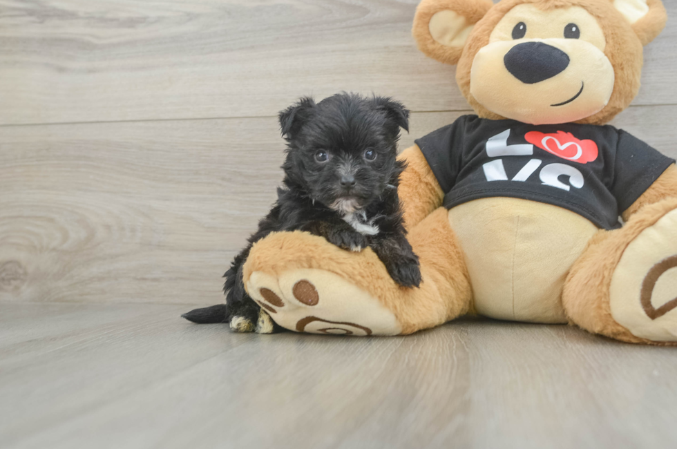 5 week old Morkie Puppy For Sale - Windy City Pups