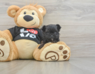 11 week old Morkie Puppy For Sale - Windy City Pups