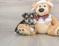 6 week old Morkie Puppy For Sale - Windy City Pups
