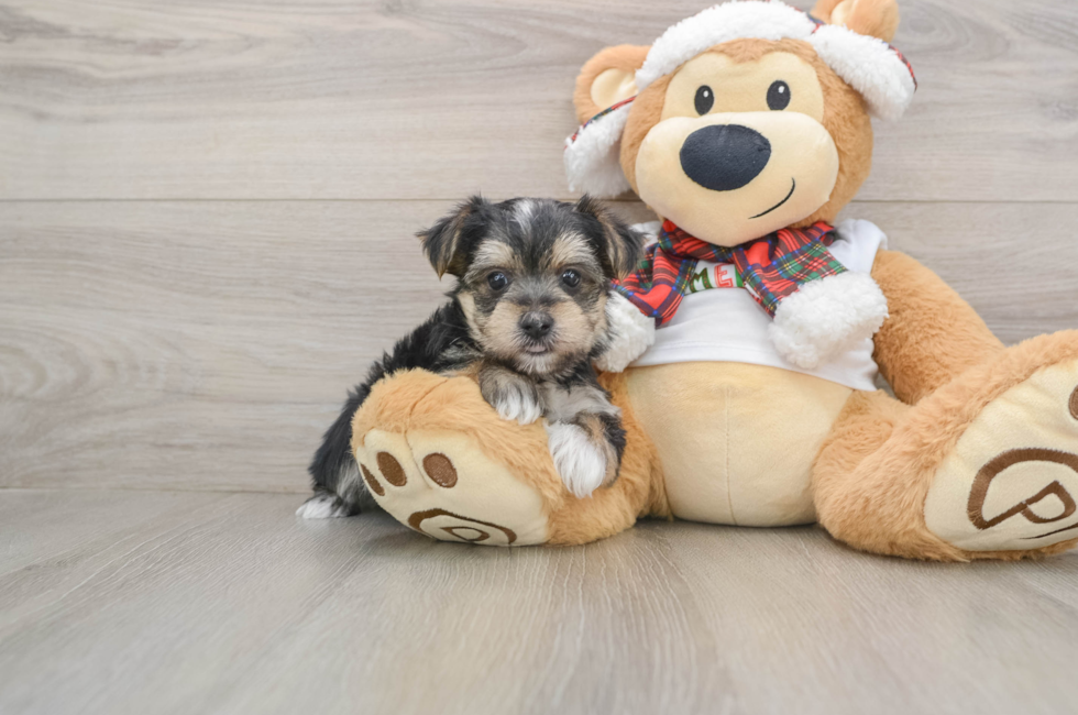 5 week old Morkie Puppy For Sale - Windy City Pups