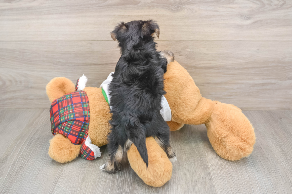 Playful Maltiyork Designer Puppy