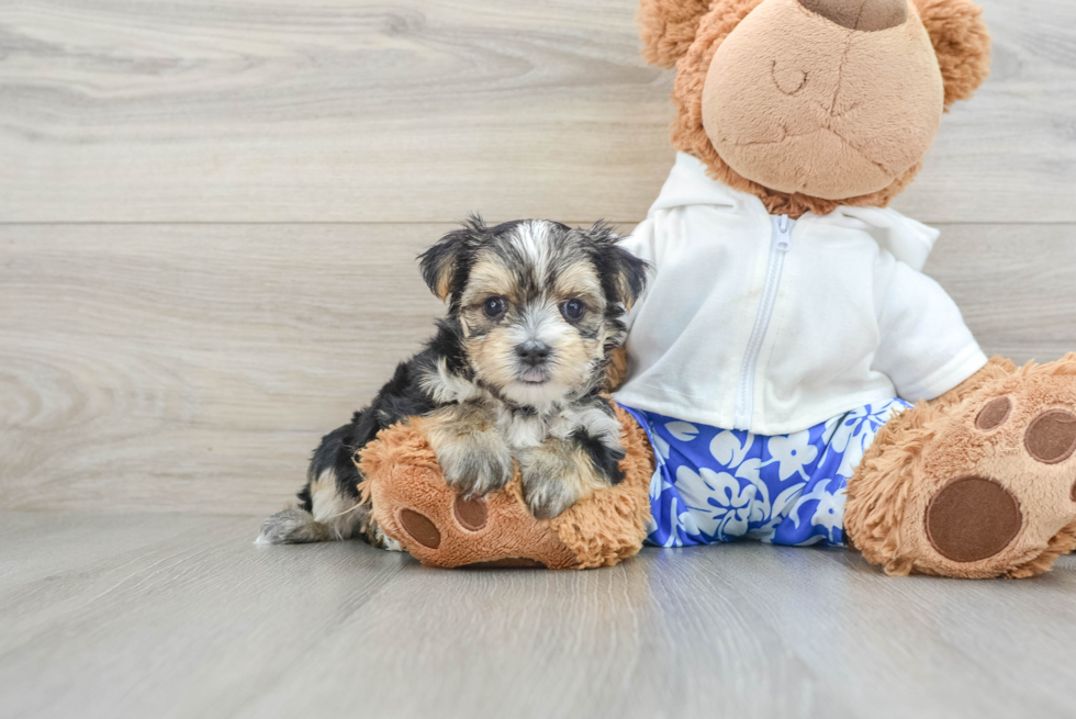 Best Morkie Baby