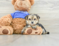 7 week old Morkie Puppy For Sale - Windy City Pups