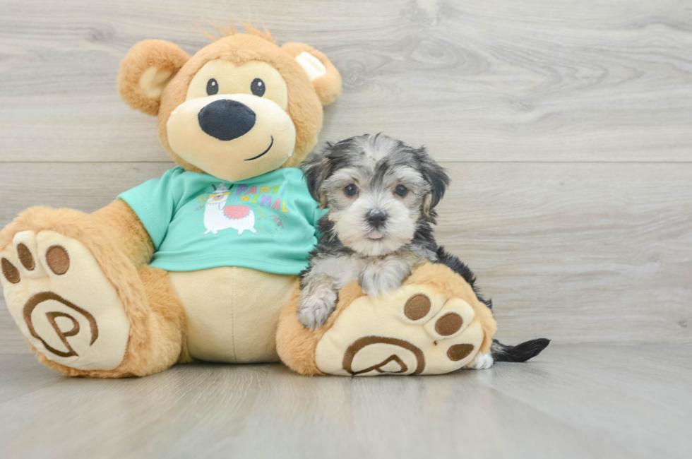 5 week old Morkie Puppy For Sale - Windy City Pups