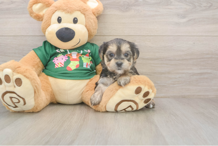 Energetic Maltiyork Designer Puppy