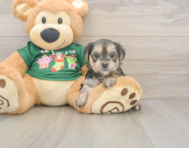 6 week old Morkie Puppy For Sale - Windy City Pups