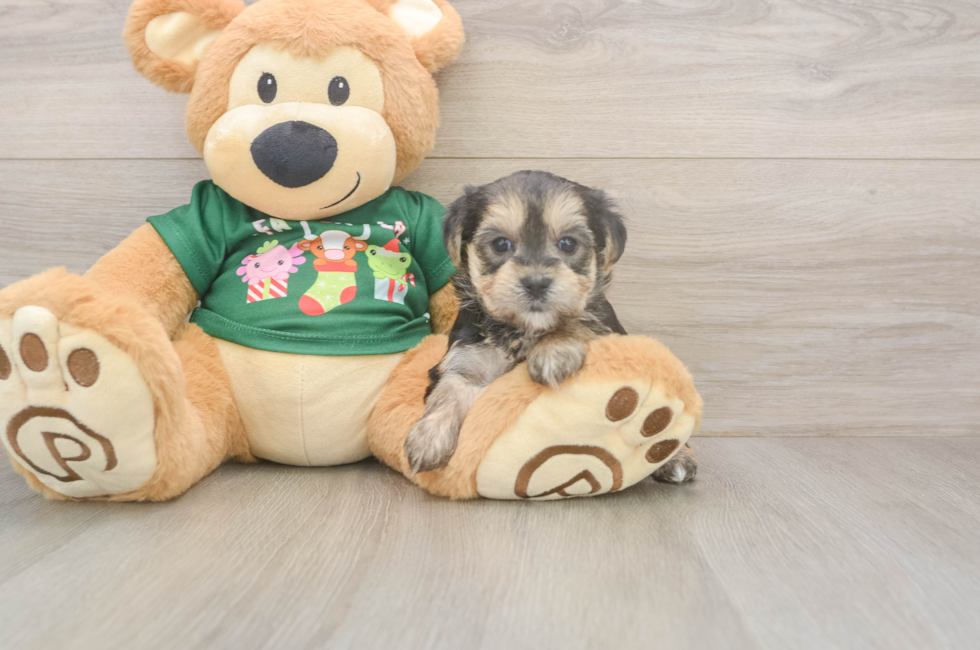 5 week old Morkie Puppy For Sale - Windy City Pups