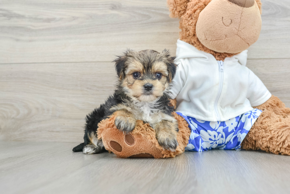 Morkie Puppy for Adoption