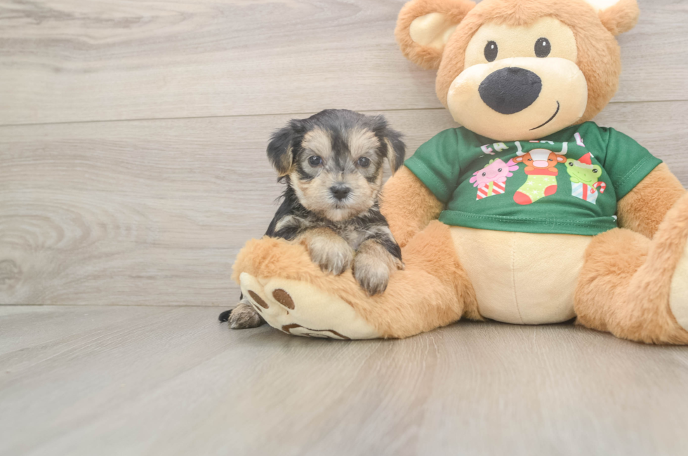 5 week old Morkie Puppy For Sale - Windy City Pups