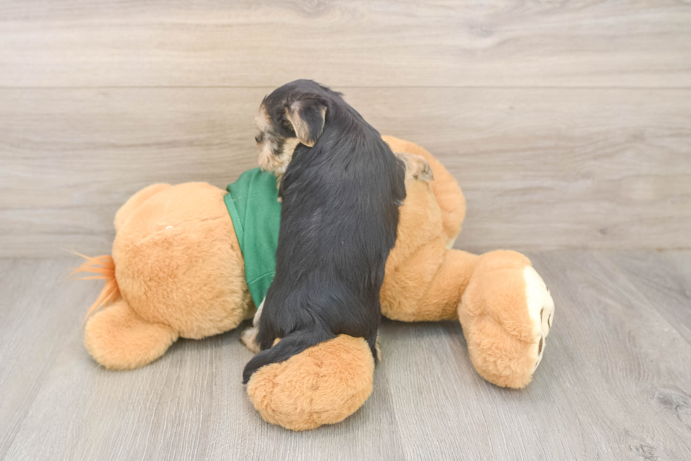 Morkie Puppy for Adoption