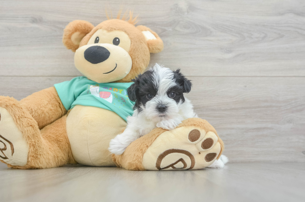 5 week old Morkie Puppy For Sale - Windy City Pups
