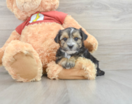 9 week old Morkie Puppy For Sale - Windy City Pups